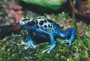 Dendrobates tinvtorius